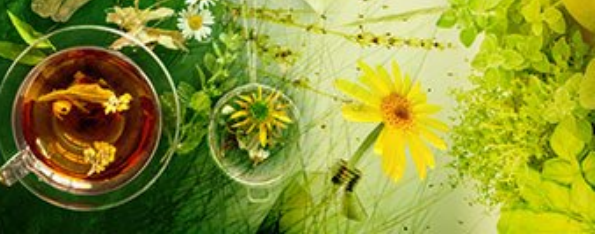 Plantes aux mille vertus
